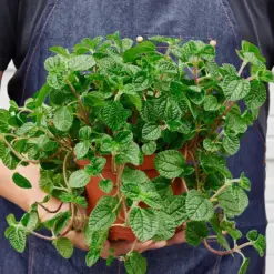 Pilea 'Crinkle' — held in hand for size reference