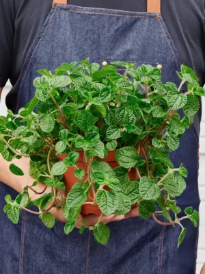 Pilea 'Crinkle' — held in hand for size reference