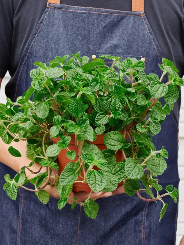 Pilea 'Crinkle' — held in hand for size reference
