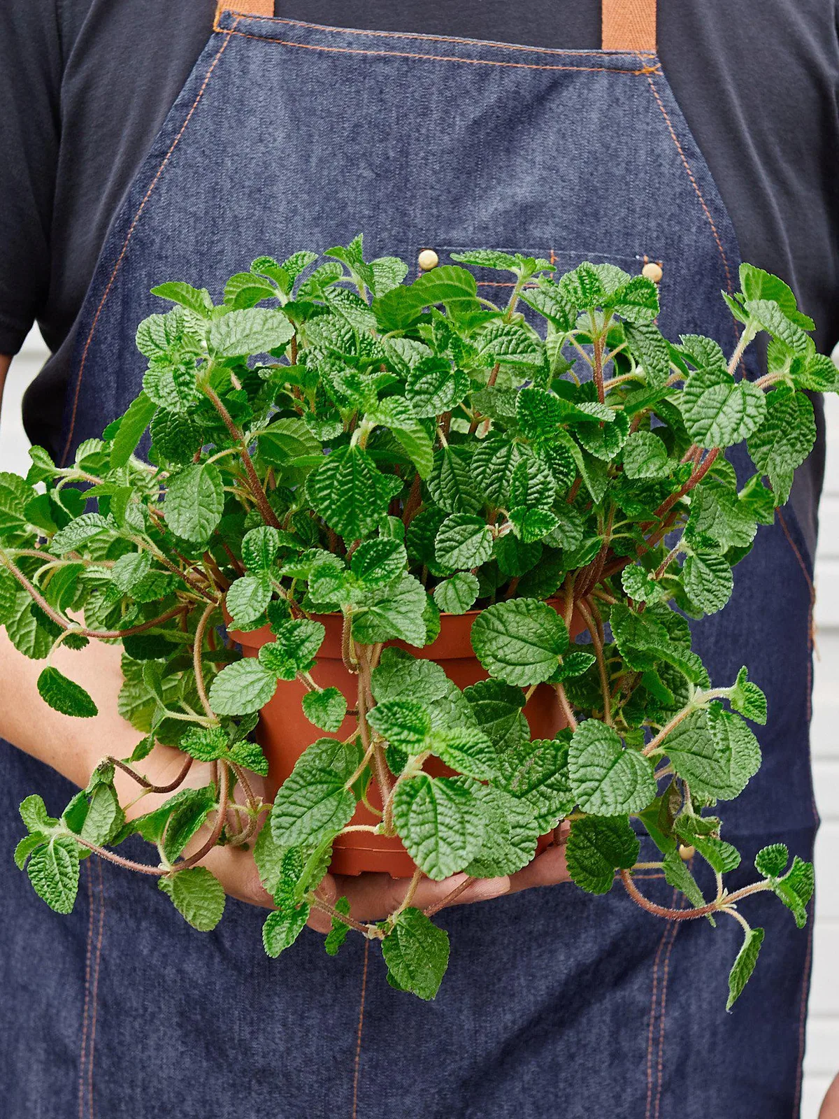 Pilea 