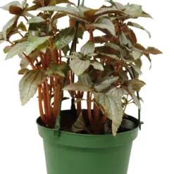 Pilea Ellen - In 6" Pot — additional view