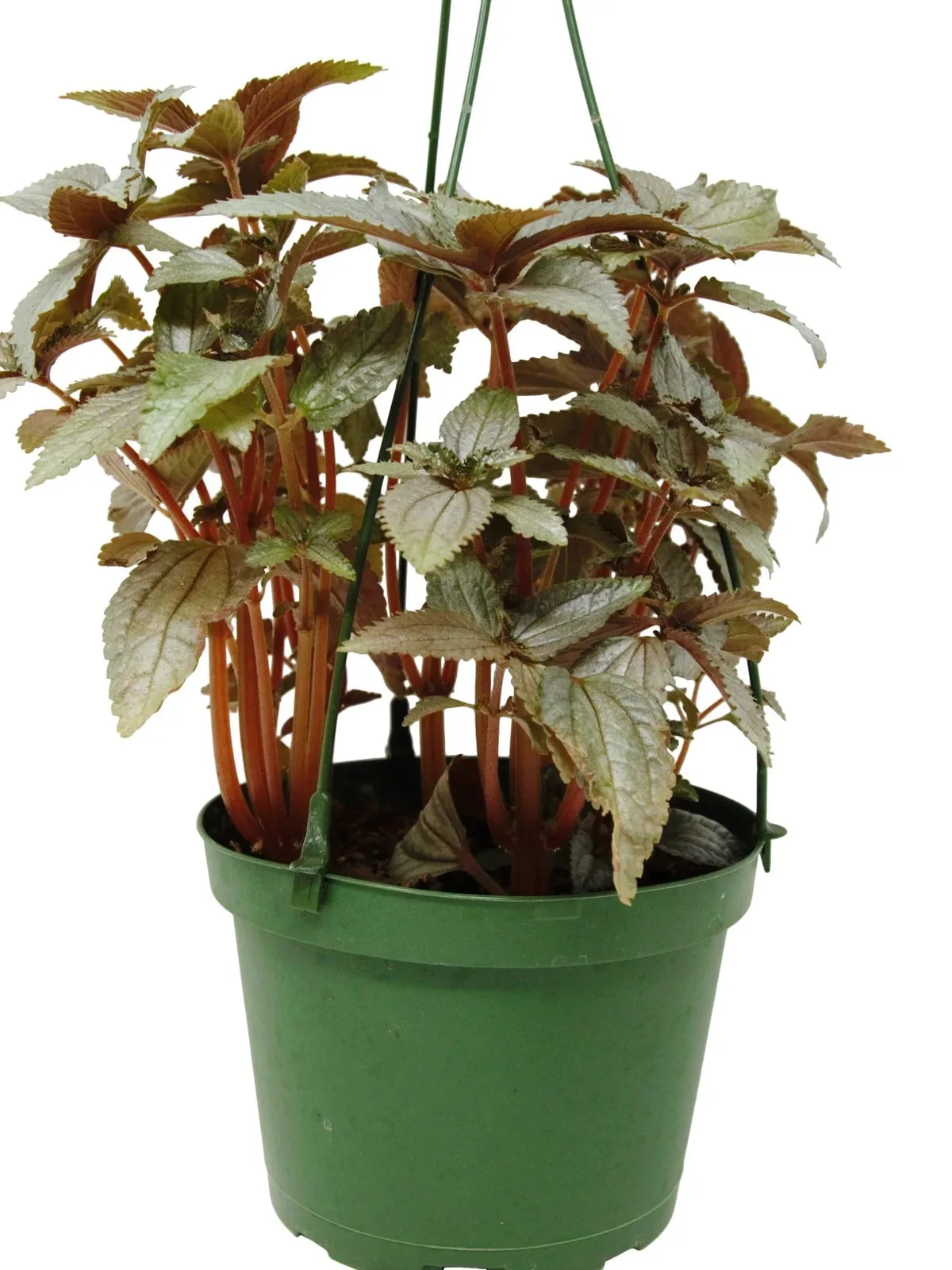 Pilea Ellen - In 6" Pot — additional view