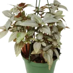 Pilea Ellen - In 6
