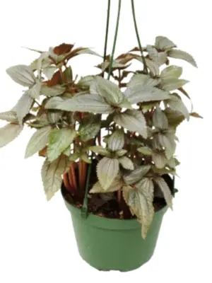 Pilea Ellen - In 6" Pot — square crop