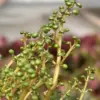 Pilea 'Globosa’ houseplant