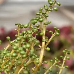 Pilea 'Globosa’ houseplant