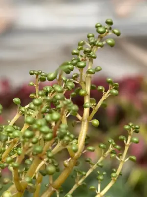 Pilea 'Globosa’ houseplant