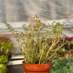 Pilea 'Globosa’ — additional view