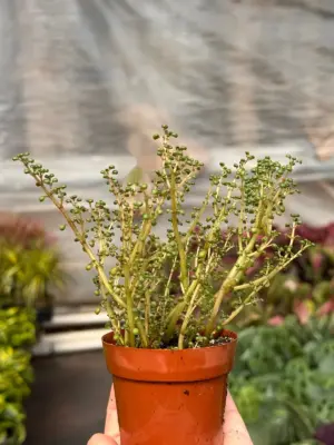 Pilea 'Globosa’ — additional view