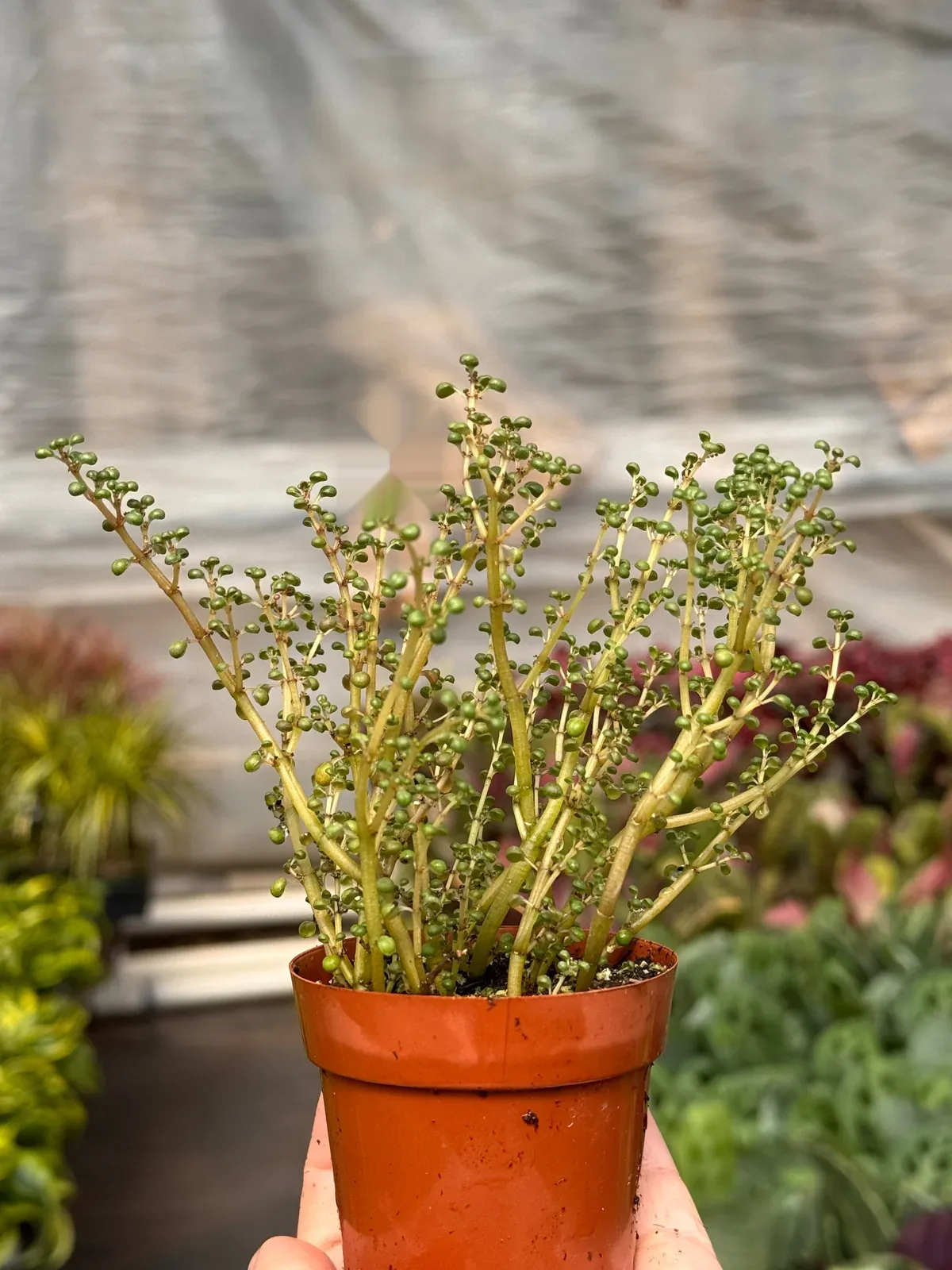 Pilea 
