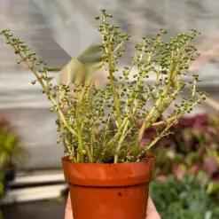 Pilea 'Globosa’ — additional view
