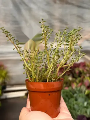 Pilea 'Globosa’ — additional view