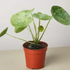 Pilea 'Mojito' houseplant