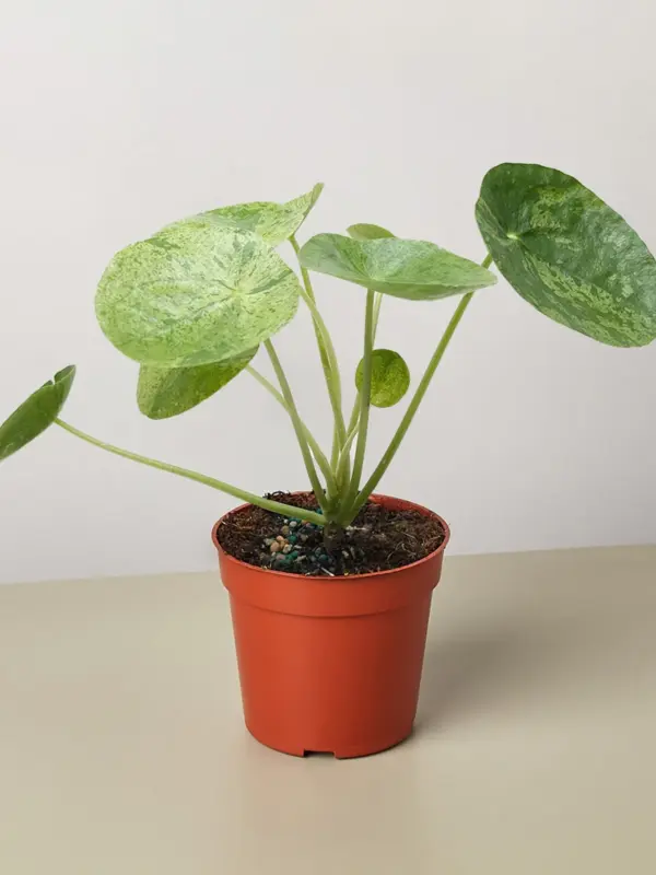 Pilea 'Mojito' houseplant