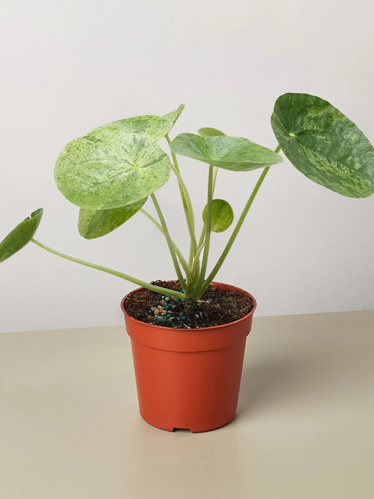Pilea 