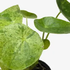 Pilea 'Mojito' — additional view