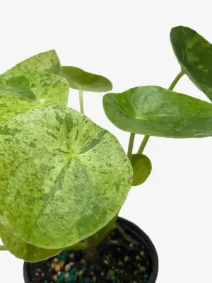 Pilea 'Mojito' — additional view