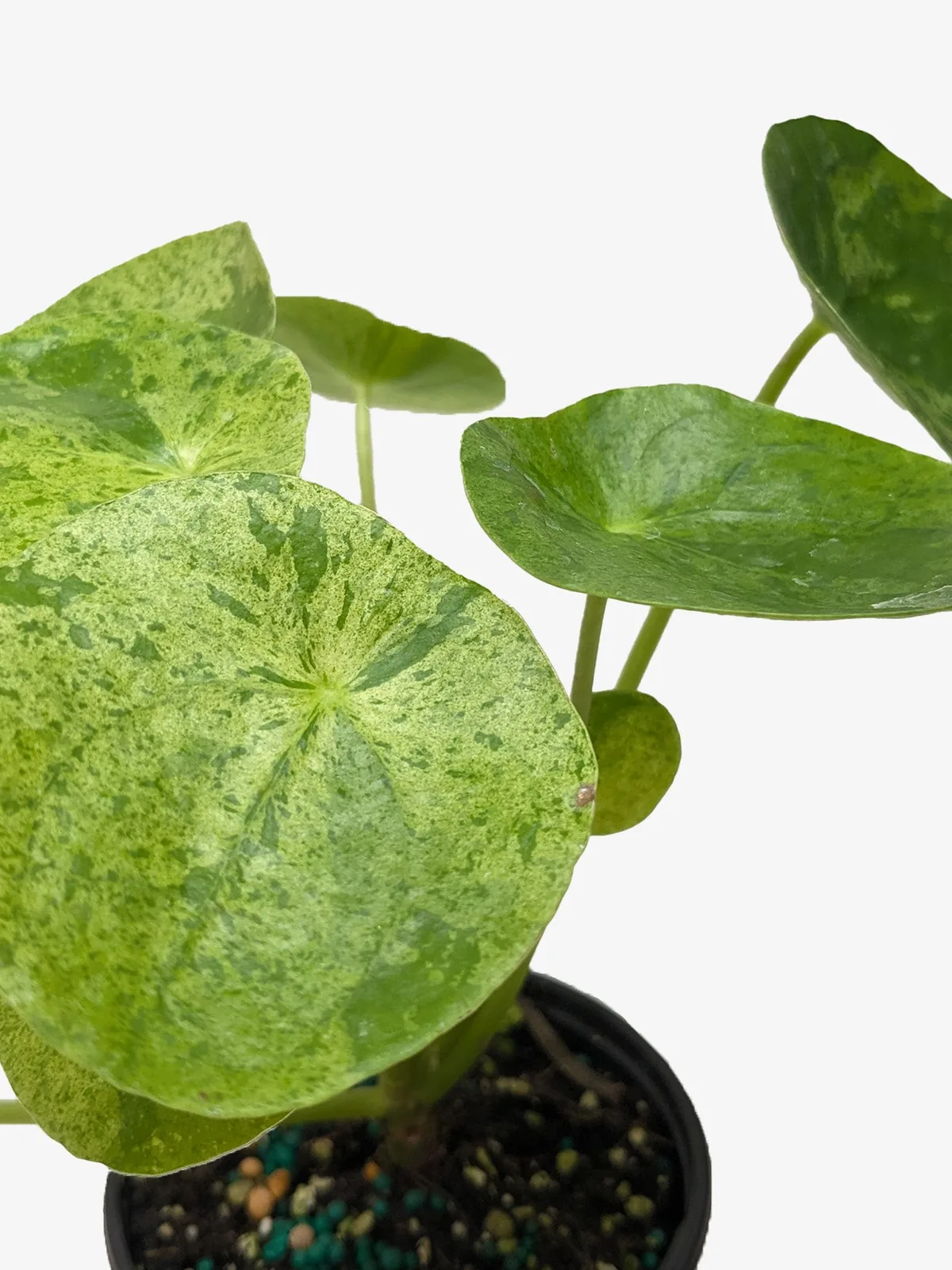 Pilea 