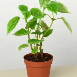 Pilea 'Moon Valley' houseplant