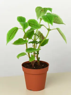 Pilea 'Moon Valley' houseplant