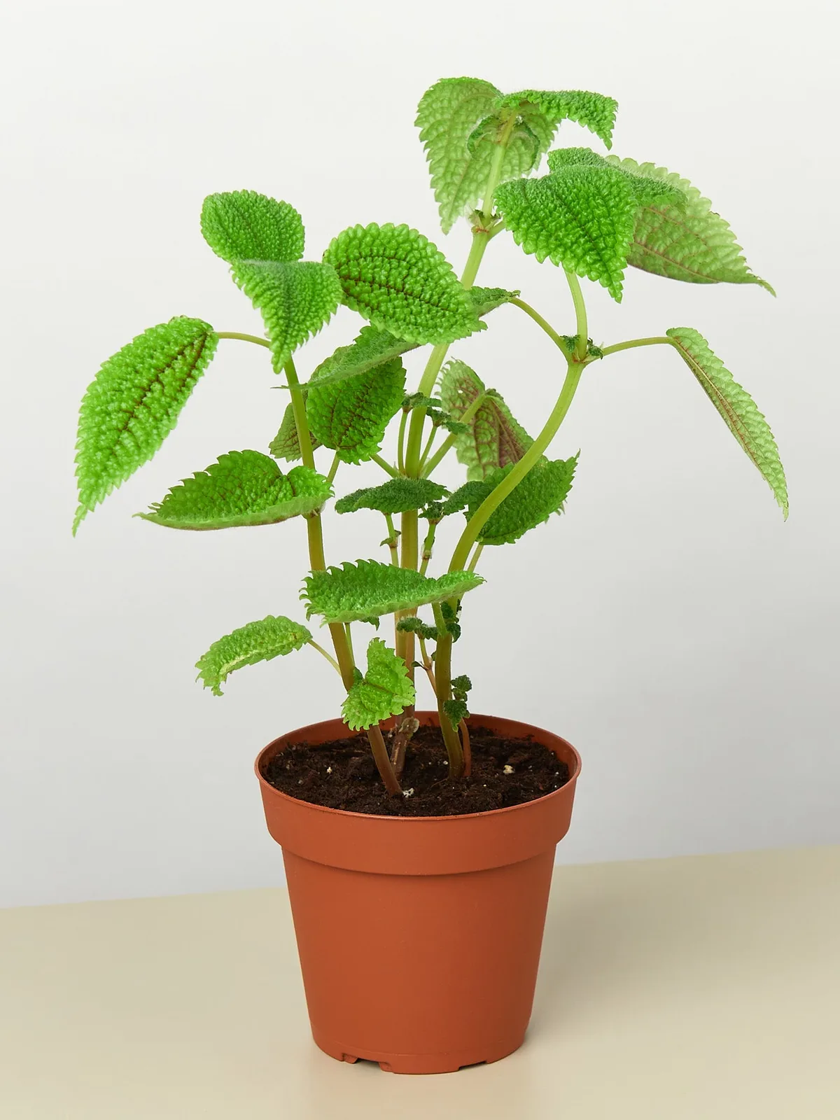 Pilea 