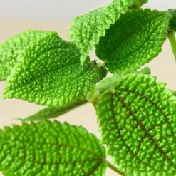 Pilea 'Moon Valley' — additional view