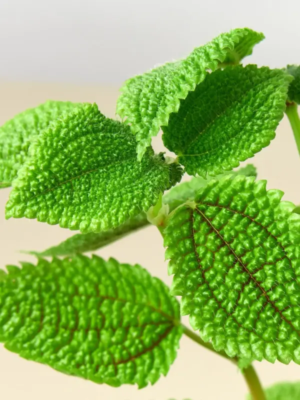 Pilea 'Moon Valley' — additional view