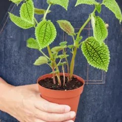 Pilea 'Moon Valley' — additional view