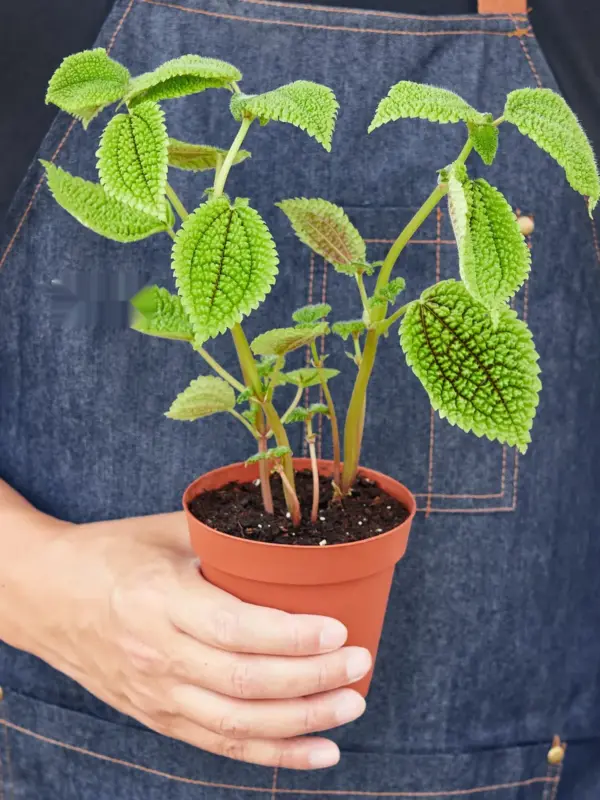 Pilea 'Moon Valley' — additional view