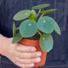 Pilea Peperomioides 'Chinese Money' houseplant