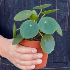 Pilea Peperomioides 'Chinese Money' houseplant