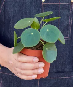 Pilea Peperomioides 'Chinese Money' houseplant