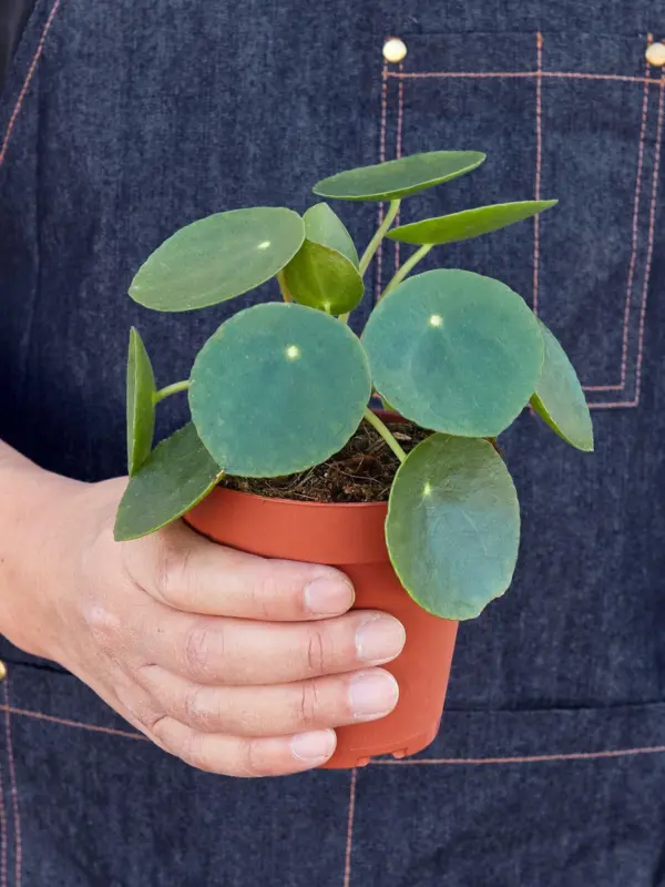 Pilea Peperomioides 'Chinese Money' houseplant