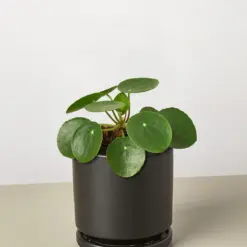 Pilea Peperomioides 'Chinese Money' — additional view