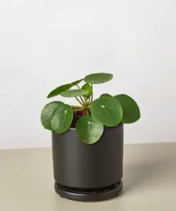 Pilea Peperomioides 'Chinese Money' — additional view