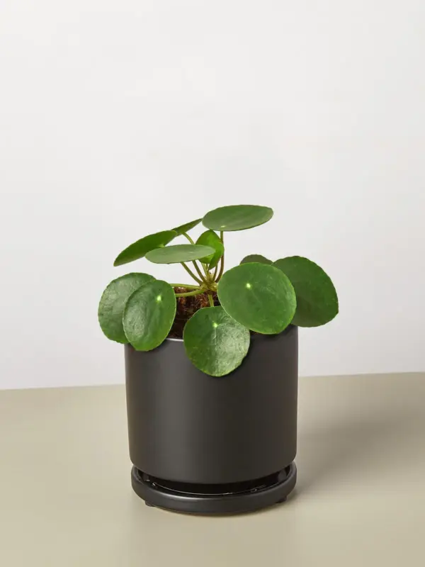 Pilea Peperomioides 'Chinese Money' — additional view