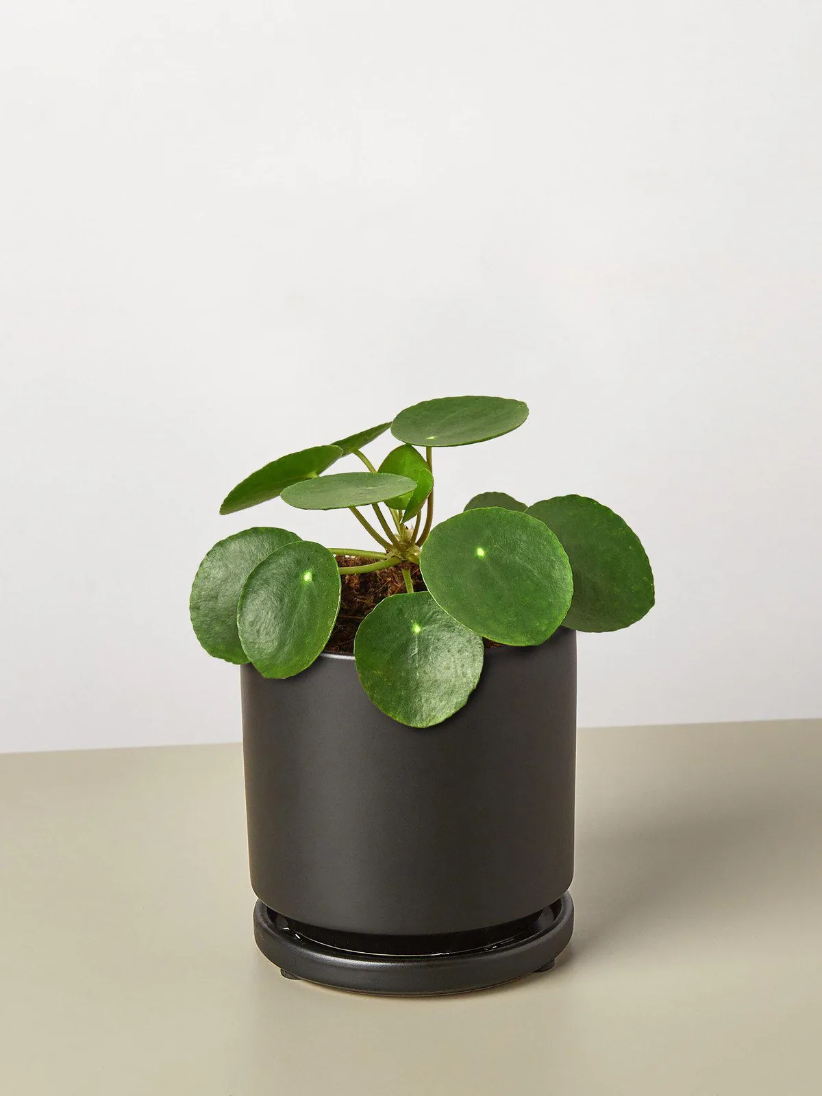 Pilea Peperomioides 