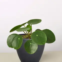 Pilea Peperomioides 'Chinese Money' — additional view