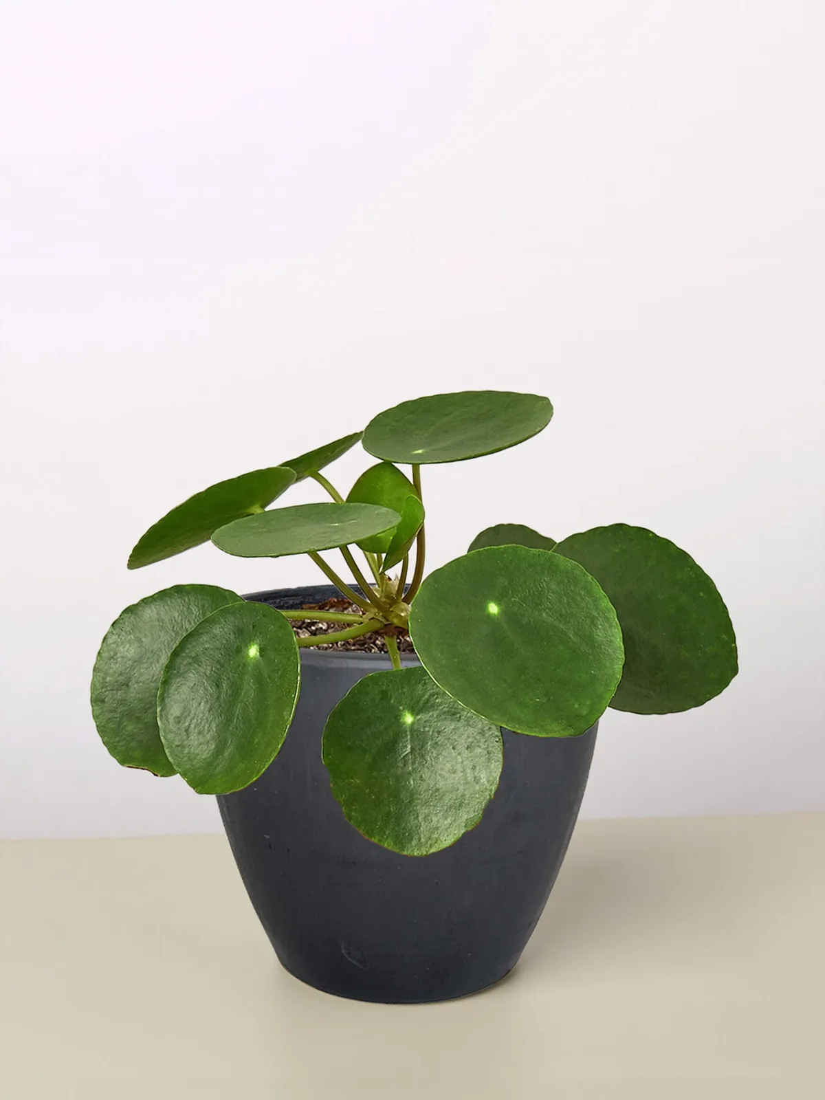 Pilea Peperomioides 