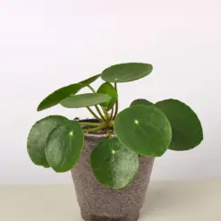 Pilea Peperomioides 'Chinese Money' — additional view