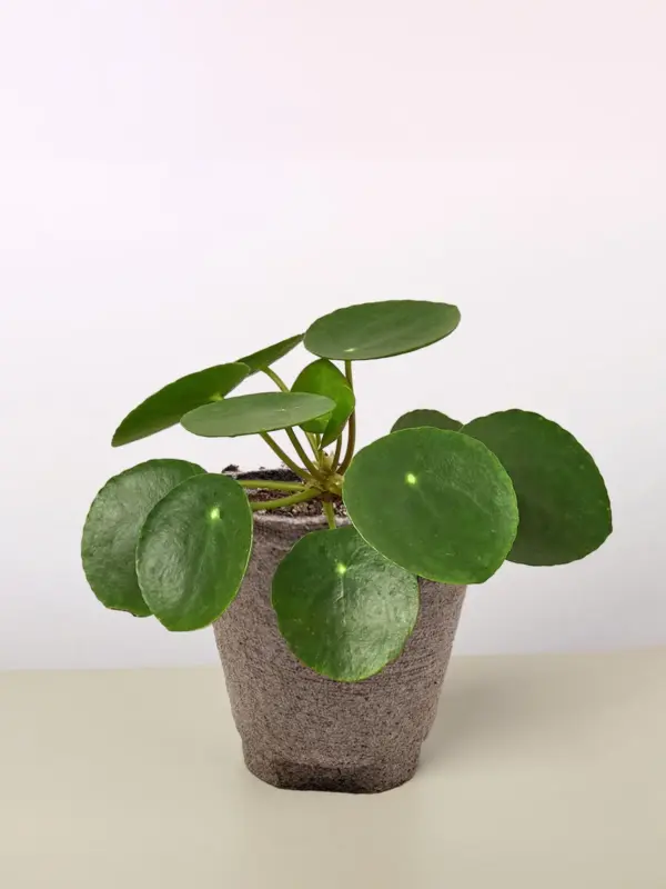 Pilea Peperomioides 'Chinese Money' — additional view