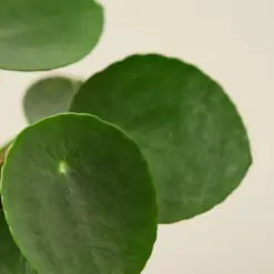Pilea Peperomioides 'Chinese Money' — leaf detail close-up