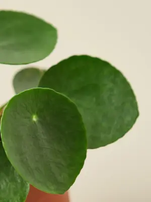 Pilea Peperomioides 'Chinese Money' — leaf detail close-up