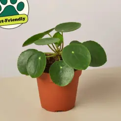 Pilea Peperomioides 'Chinese Money' — additional view