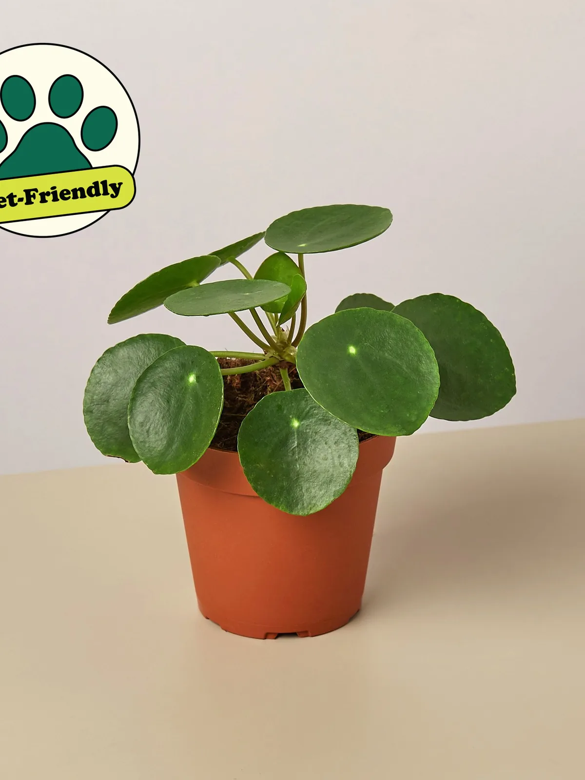 Pilea Peperomioides 