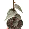 Piper 'Crocatum' houseplant