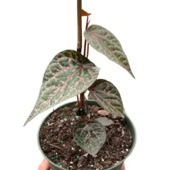 Piper 'Crocatum' houseplant