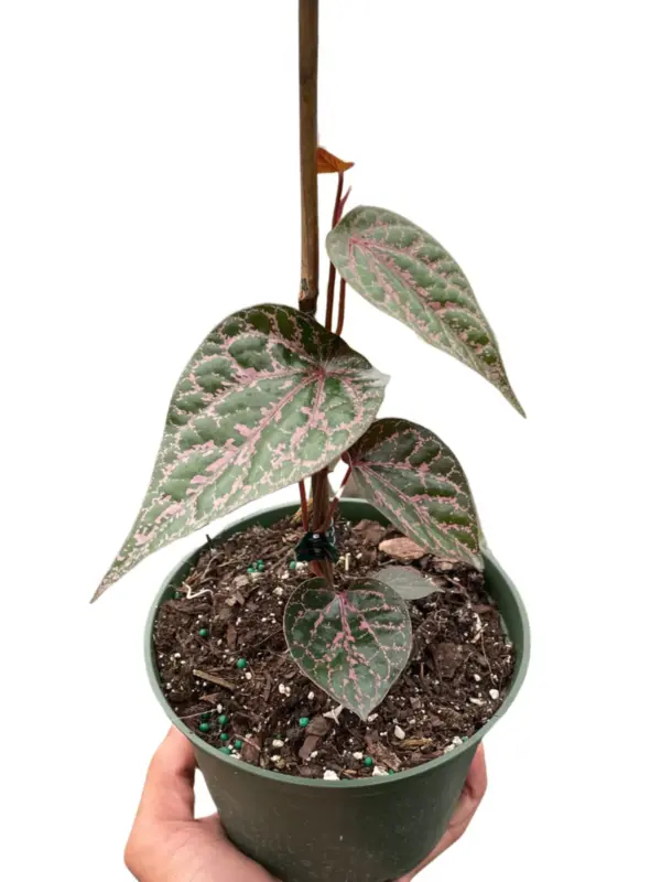 Piper 'Crocatum' houseplant