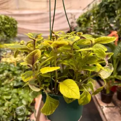 Plectranthus ‘Guacamole’ houseplant