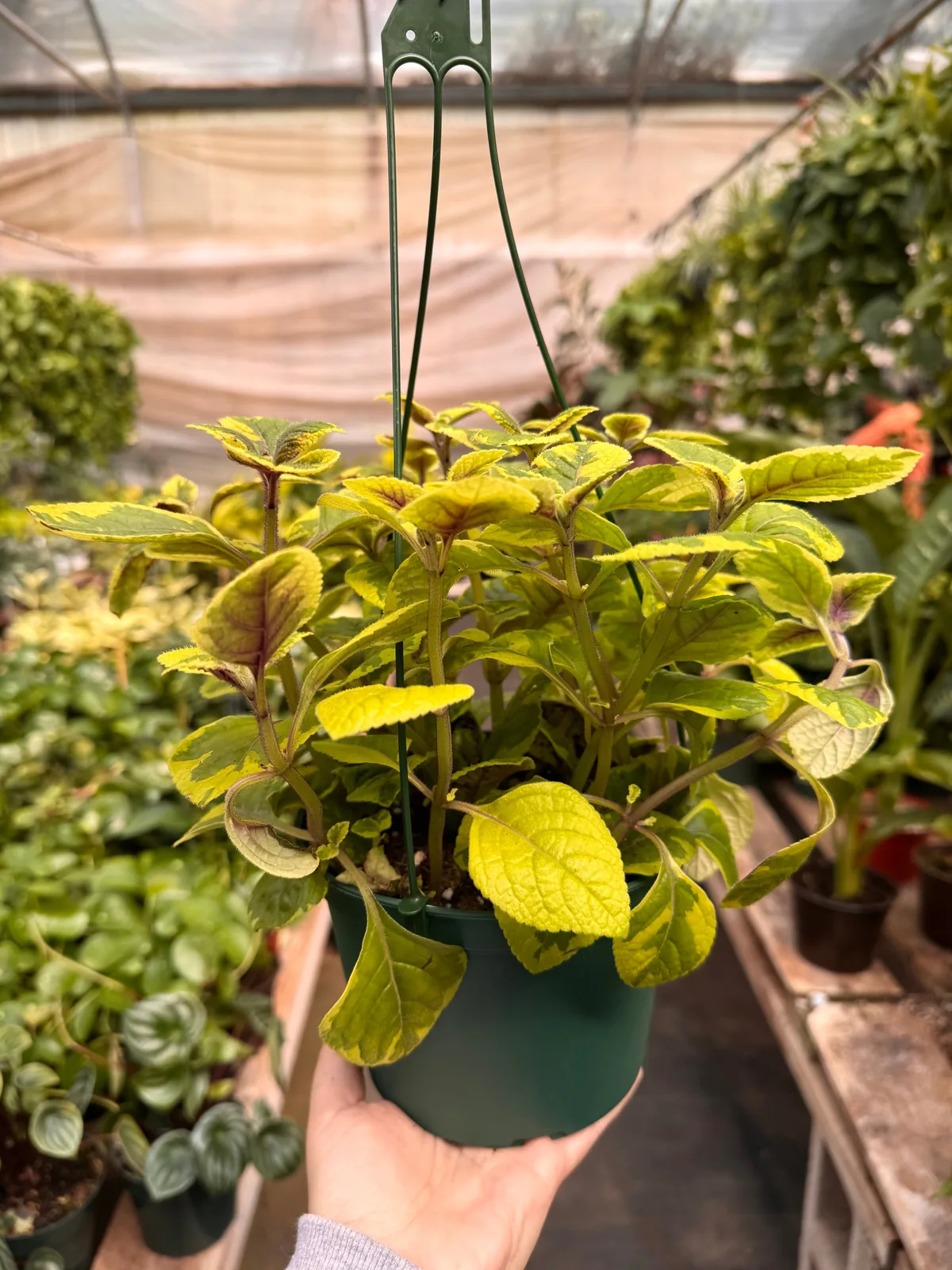 Plectranthus ‘Guacamole’ houseplant